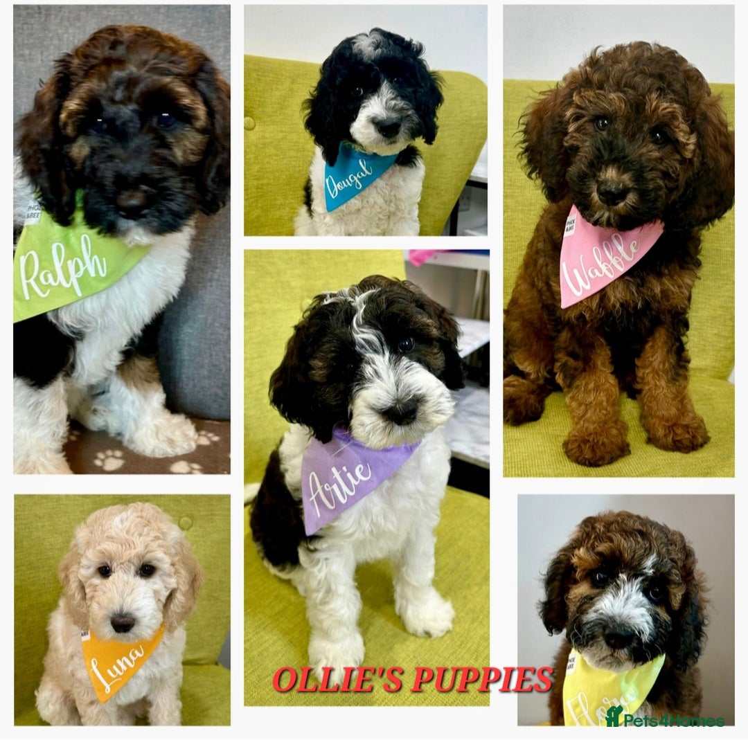 Poodle dogs for stud: FULLY HEALTH TESTED MOYEN POODLE STUD! in Kettering - Image 35