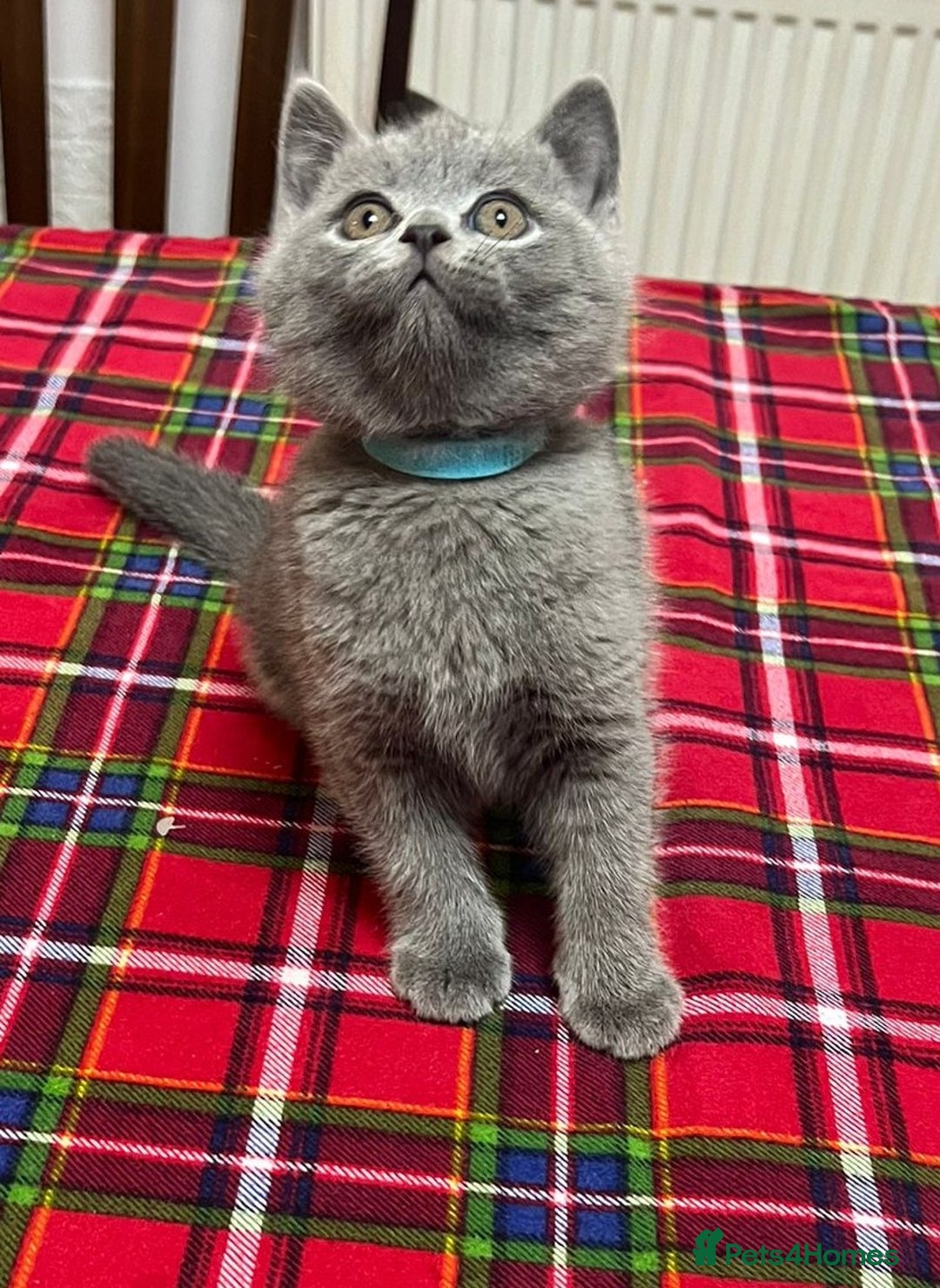 British Shorthair cats for sale: !!! Pure Blood Champions Pedigree BSH Kittens!!! - Advert 3