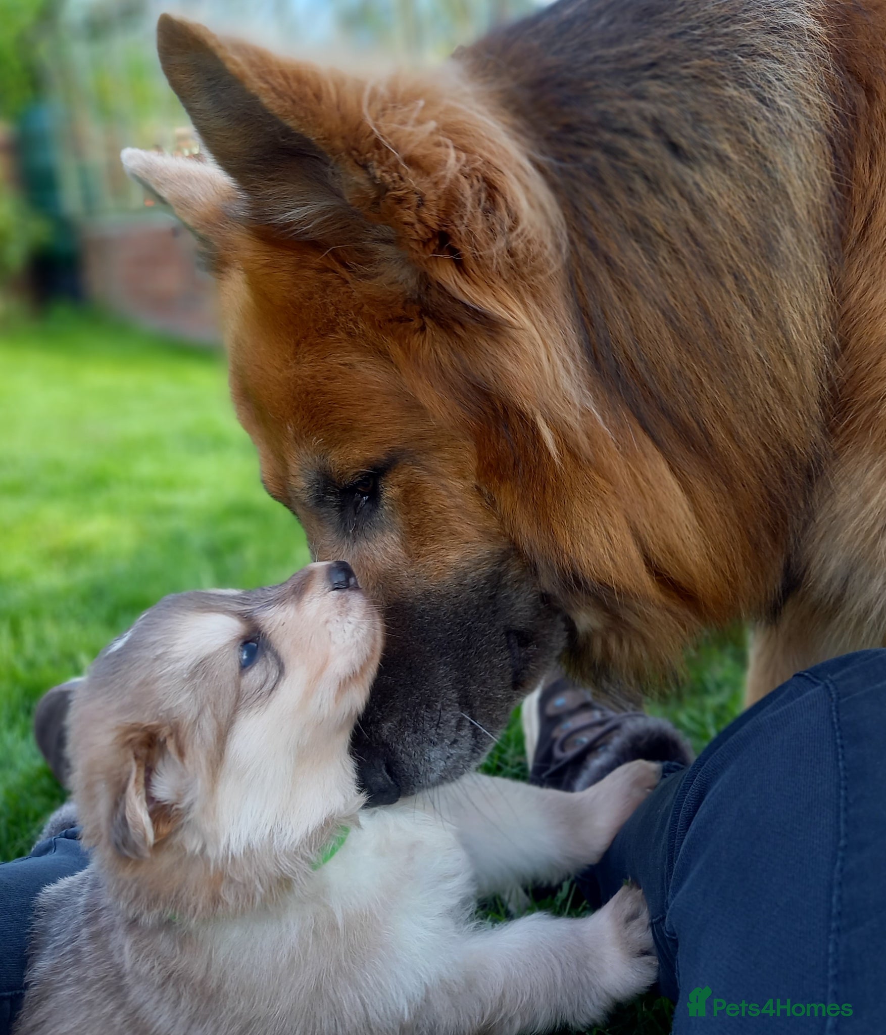 German Shepherd dogs Gorgeous German Shepherd pups for sale - Advert 1