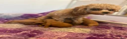 Cavapoo dogs for sale: Health tested F1b Cavapoos  - Advert 2