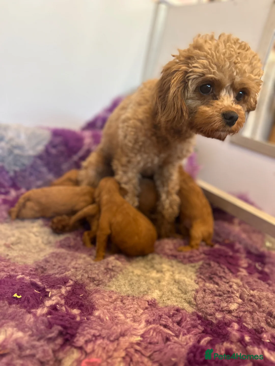 Cavapoo dogs for sale: Health tested F1b Cavapoos  - Advert 2