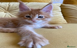 Maine Coon cats for sale: GCCF Registered Maine Coons Ready 16th August  in Banbury - Image 39