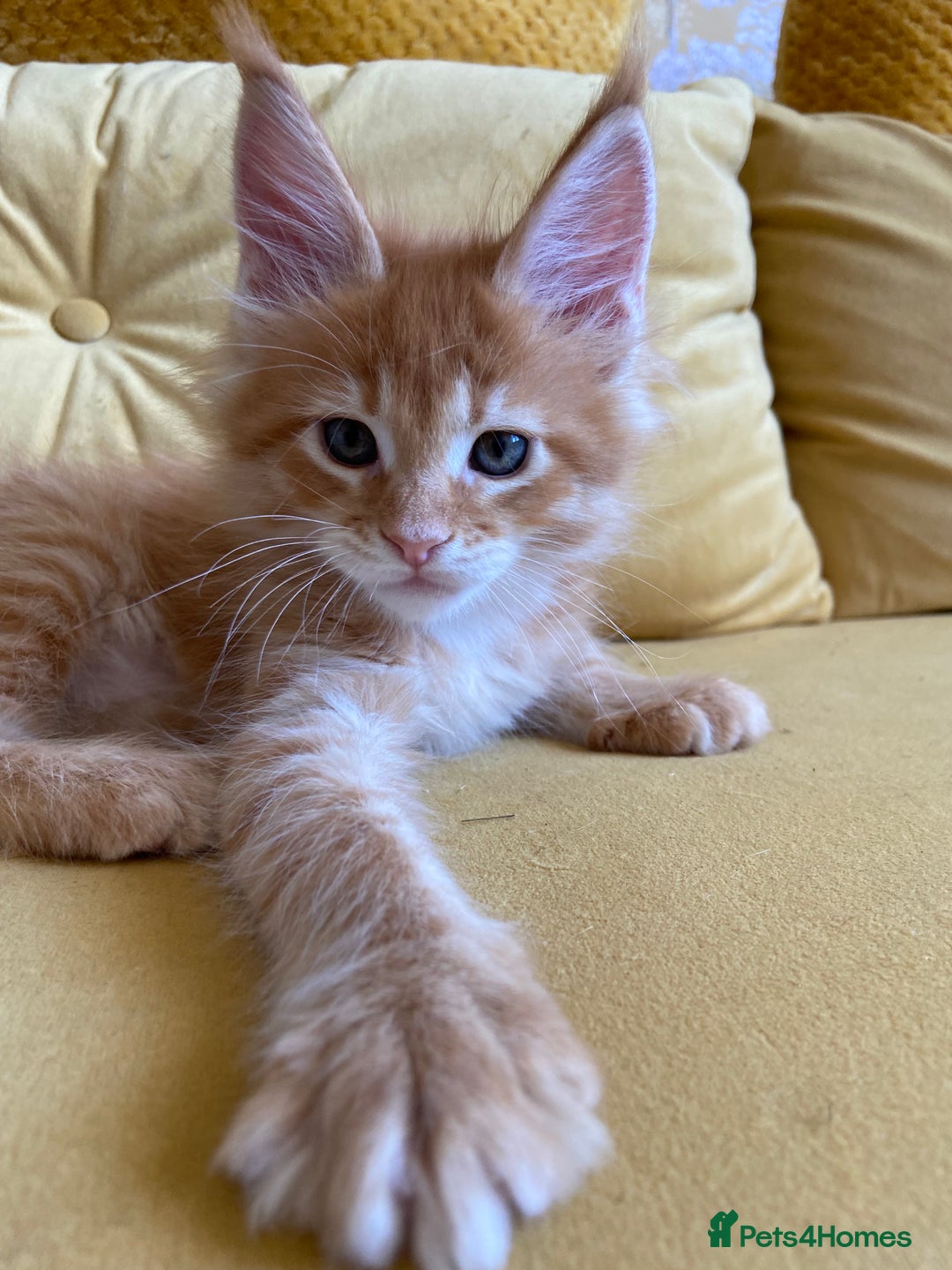 Maine Coon cats for sale: GCCF Registered Maine Coons Ready 16th August  in Banbury - Image 39