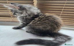 Maine Coon cats for sale: Maine coon kittens  - Image 16