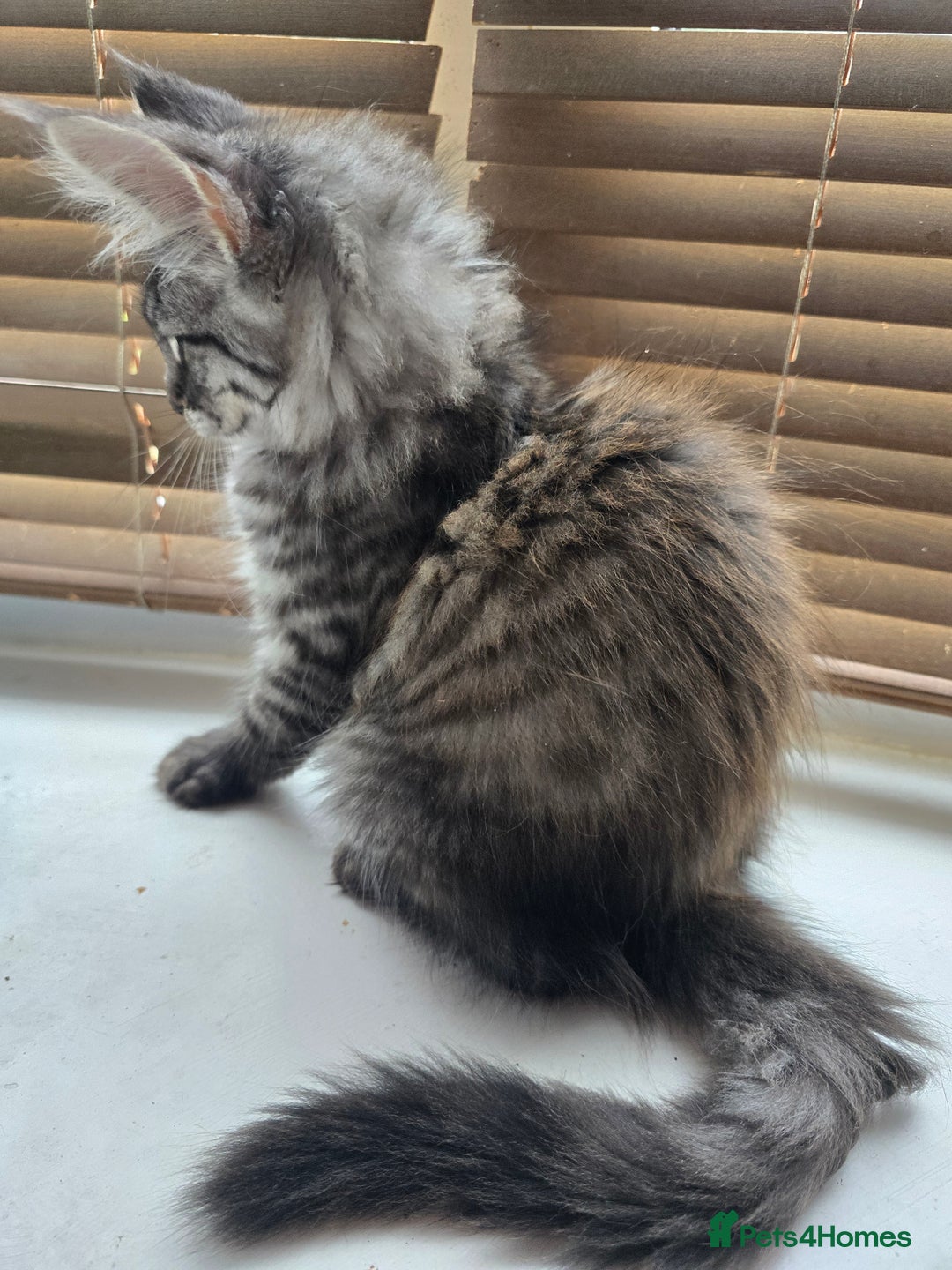 Maine Coon cats for sale: Maine coon kittens  - Image 16