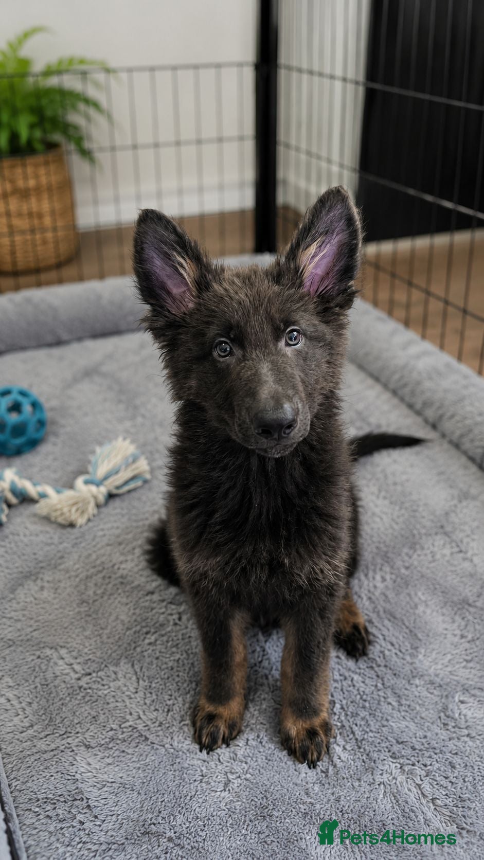 German Shepherd dogs LAST MALE READY NOW KC REG Pure bred blue gsd  - Advert 5