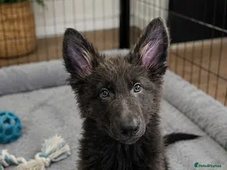 German Shepherd dogs LAST MALE READY NOW KC REG Pure bred blue gsd - Advert 5