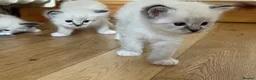 Ragdoll cats for sale: Stunning ragdoll kittens - Advert 27