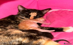 Domestic Shorthair cats for sale: 3 kittens for sale  - Image 11