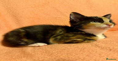 British Shorthair cats - Advert 2