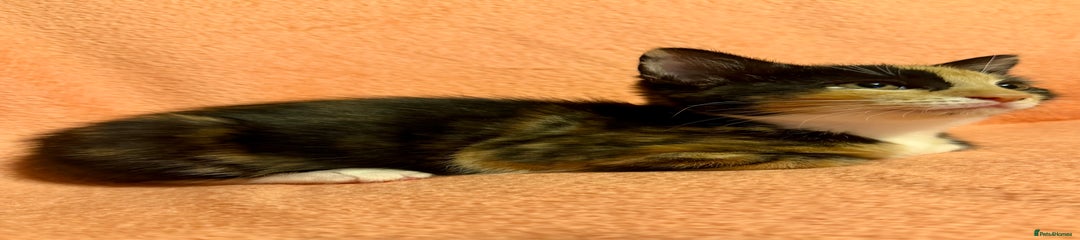 British Shorthair Kitten 3