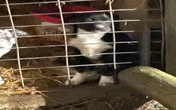 Border Collie dogs for sale: Collie - Image 2