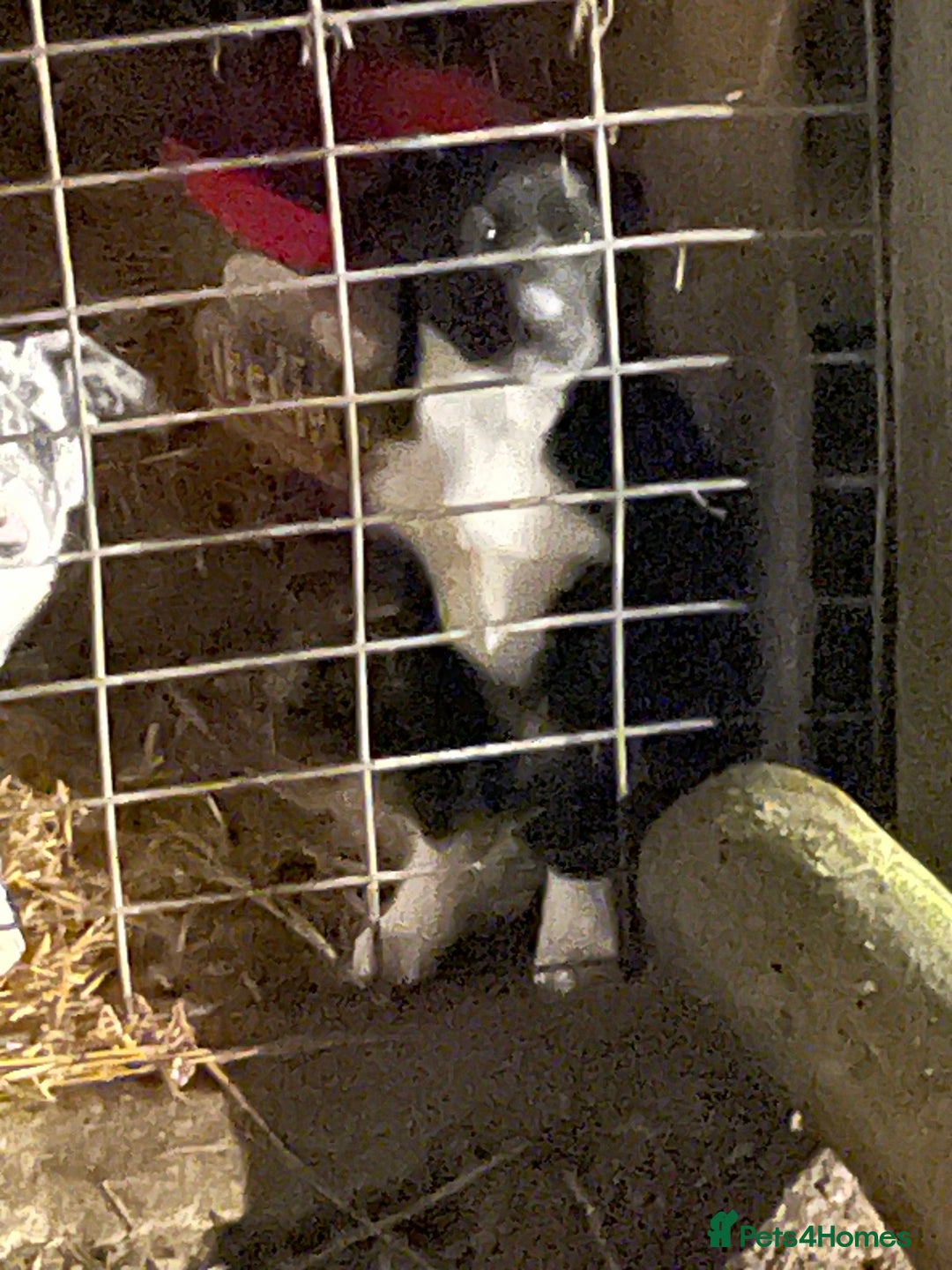 Border Collie dogs for sale: Collie - Image 2