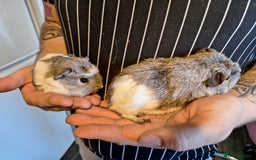 Guinea Pig rodents for sale: Bonded pair female baby guinea pigs  - Advert 3