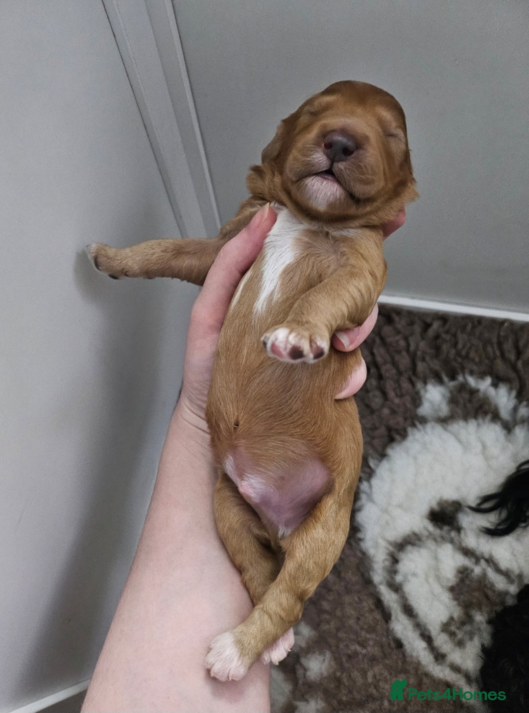 Cavapoo dogs for sale: Gorgeous F1b Toy Cavapoo Babies   - Advert 34