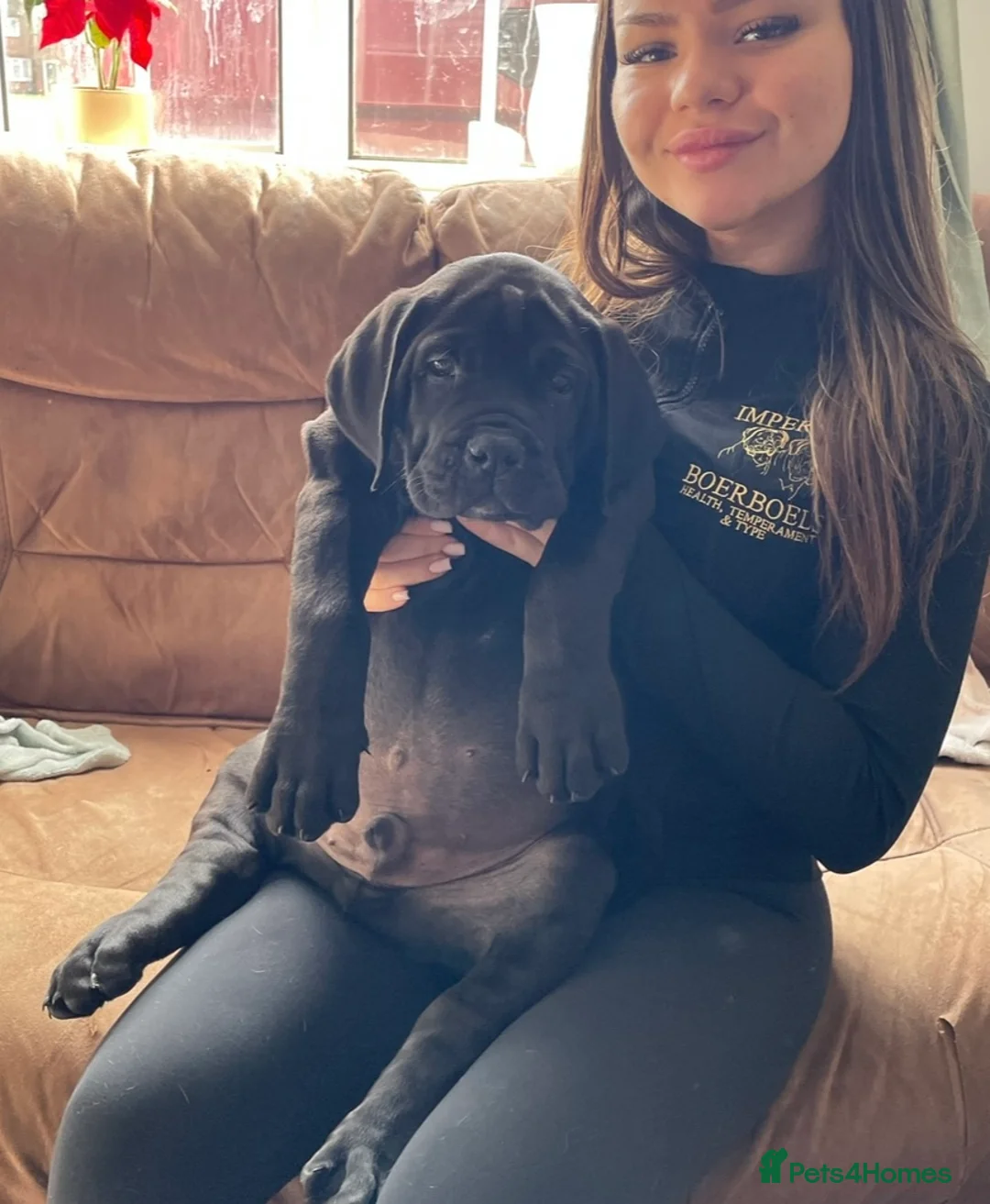 Boerboel dogs for stud: Imperial Health Tested & Champion Stud in Eastleigh - Advert 35