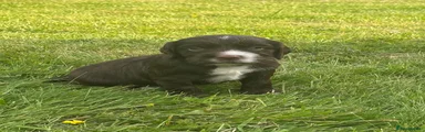 Sprocker 2 (Giant)