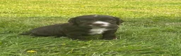 Sprocker dogs for sale: Sprocker puppies - Advert 15