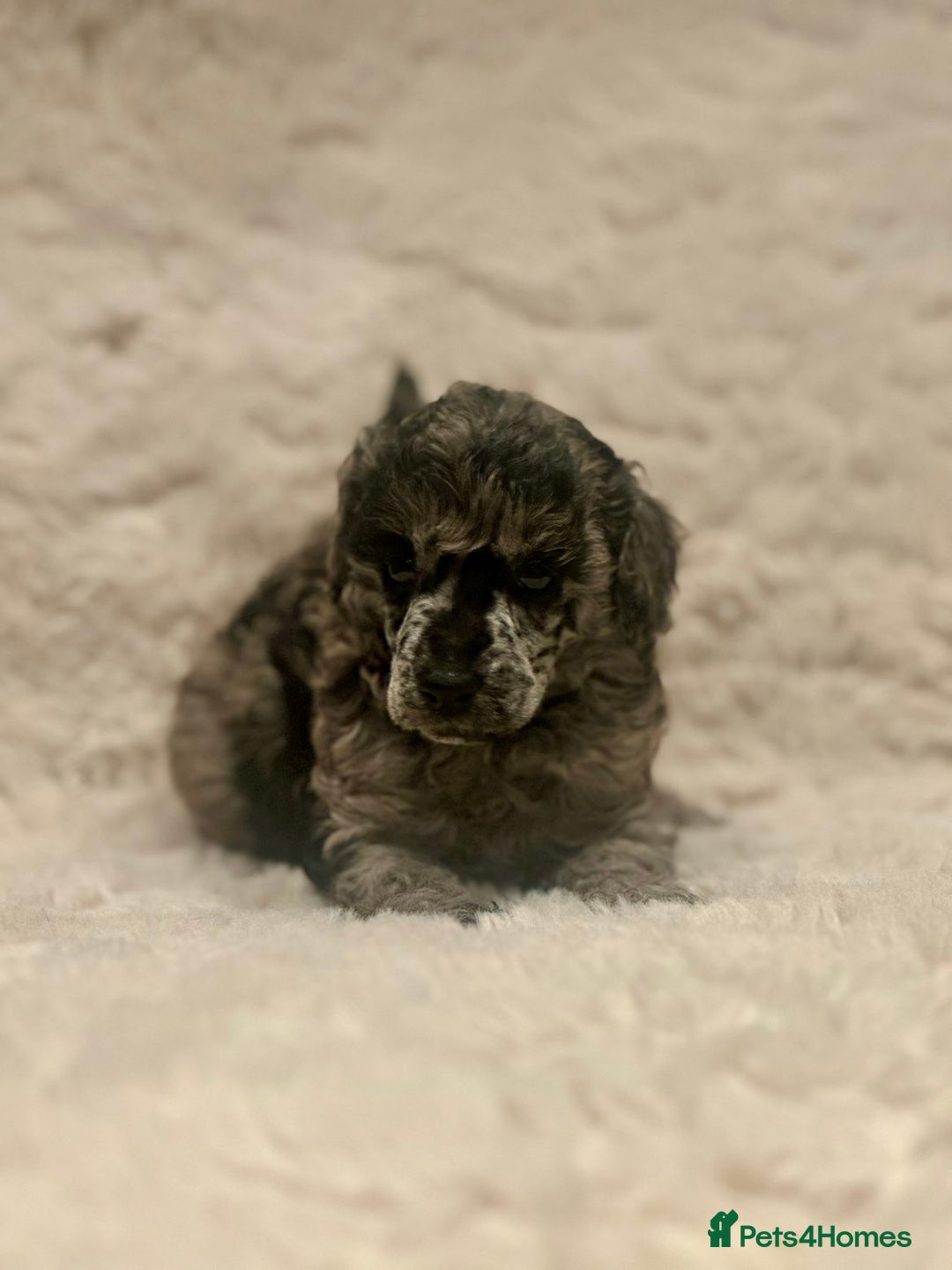 Miniature Poodle dogs for sale: Miniature poodle puppies  - Image 23