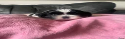 Shih Tzu dogs for sale: Pure breed Shih Tzu - Advert 12