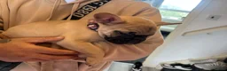 French Bulldog dogs for sale: French 🐶💙Bulldog Puppies🐶💙 - Advert 15