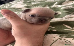 French Bulldog dogs for sale: Lilic and Isabella frenchies - Image 3