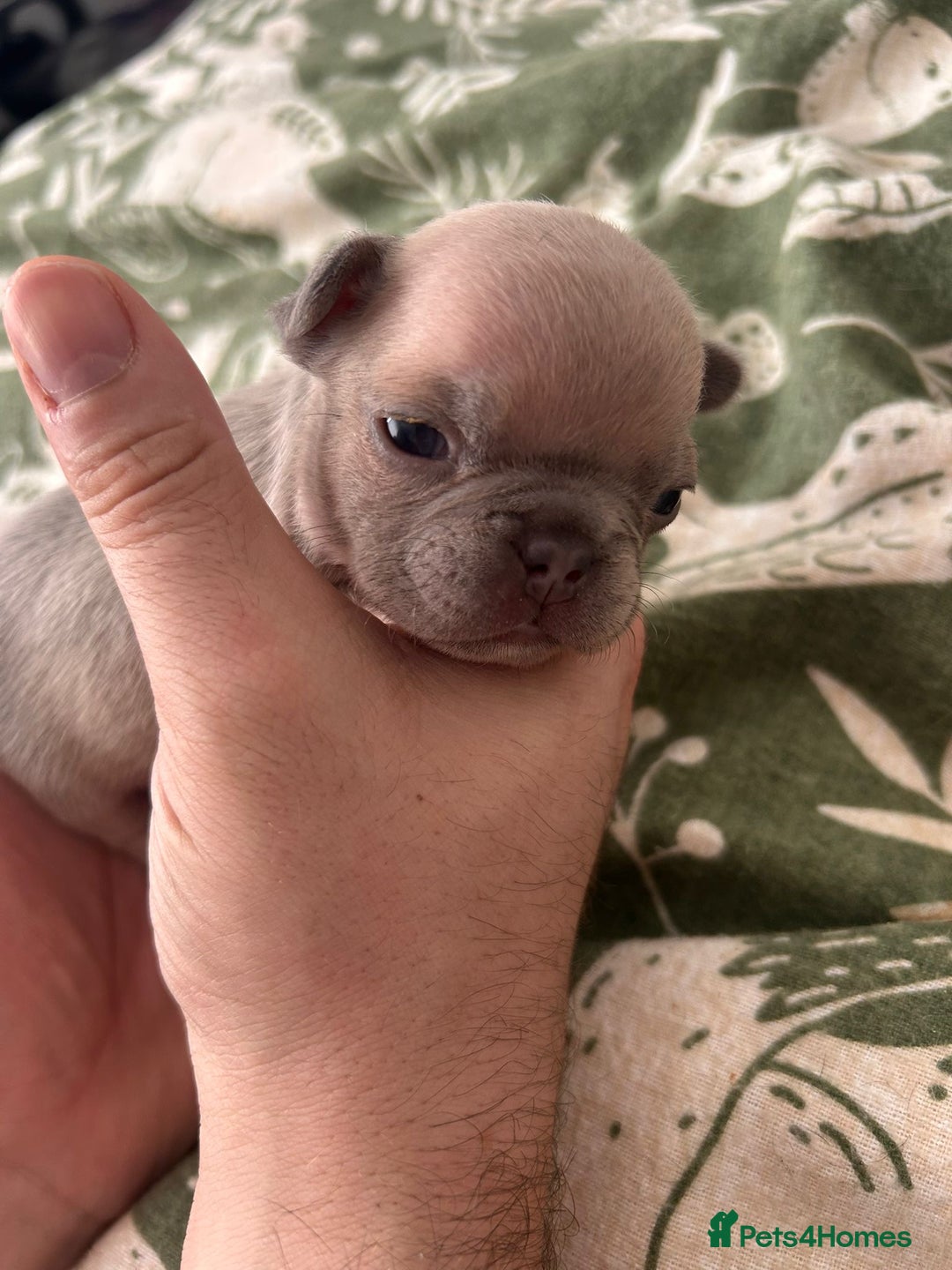 French Bulldog dogs for sale: Lilic and Isabella frenchies - Image 3