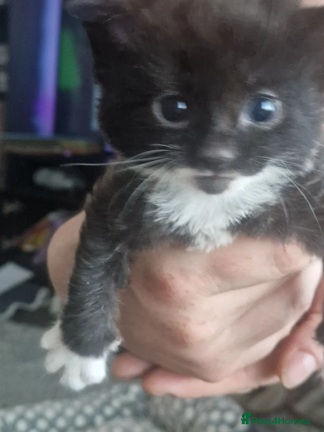 Mixed Breed cats for sale: Kittens in St. Ives - Advert 2