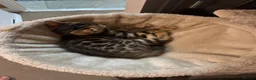 Bengal cats for sale: Bengal Kitten Boy in Northampton - Advert 7