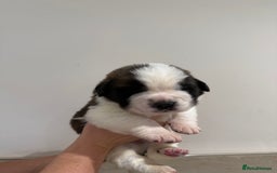 Saint Bernard dogs for sale: One male st bernard puppy - Image 4
