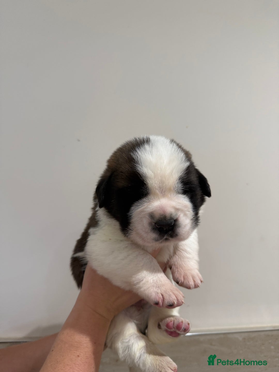 Saint Bernard dogs for sale: One male st bernard puppy - Image 4