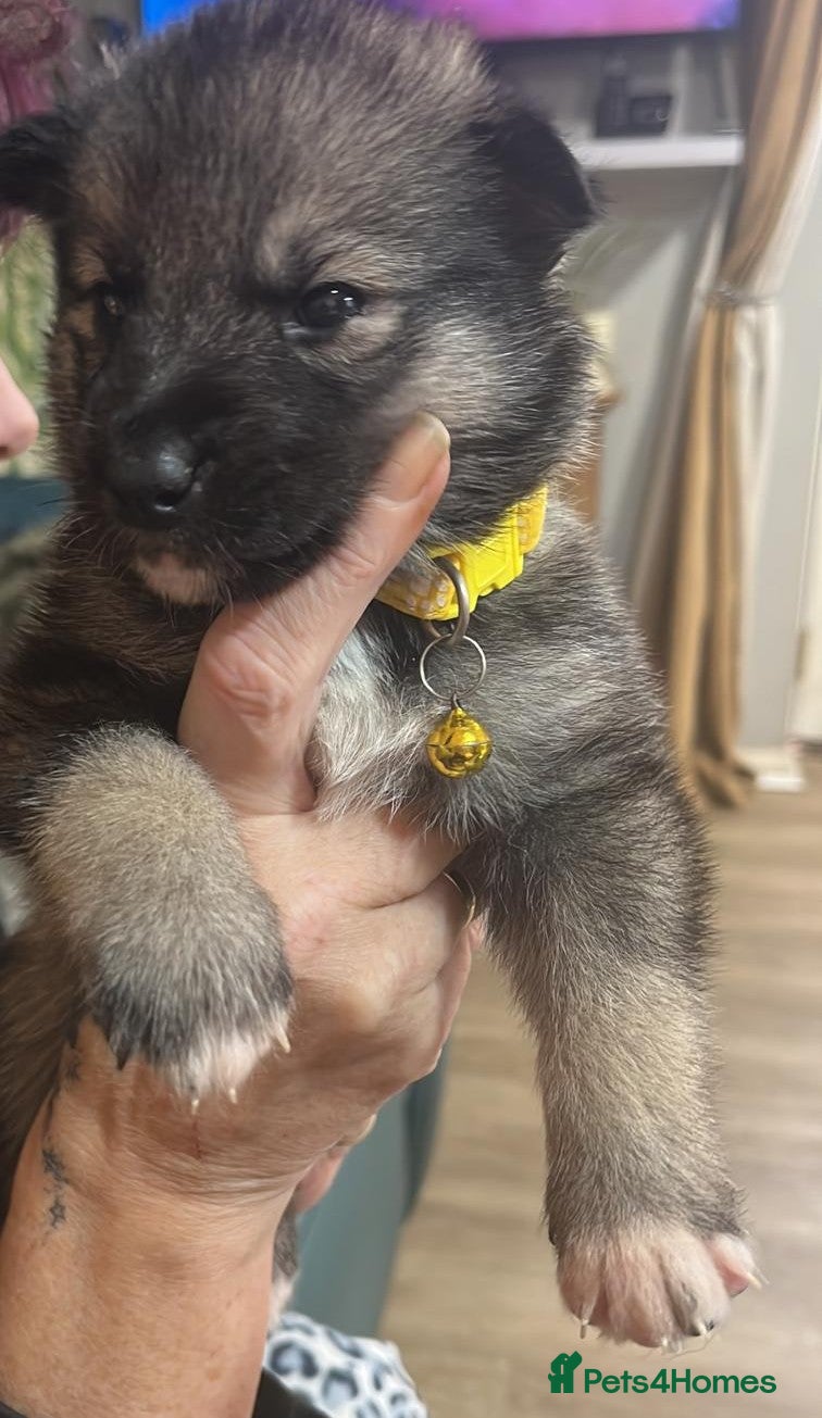 Shepsky dogs for sale: Husky Shepard puppies - Advert 2