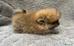 Pomeranian dogs for sale: Pomeranian  puppies  - Image 35