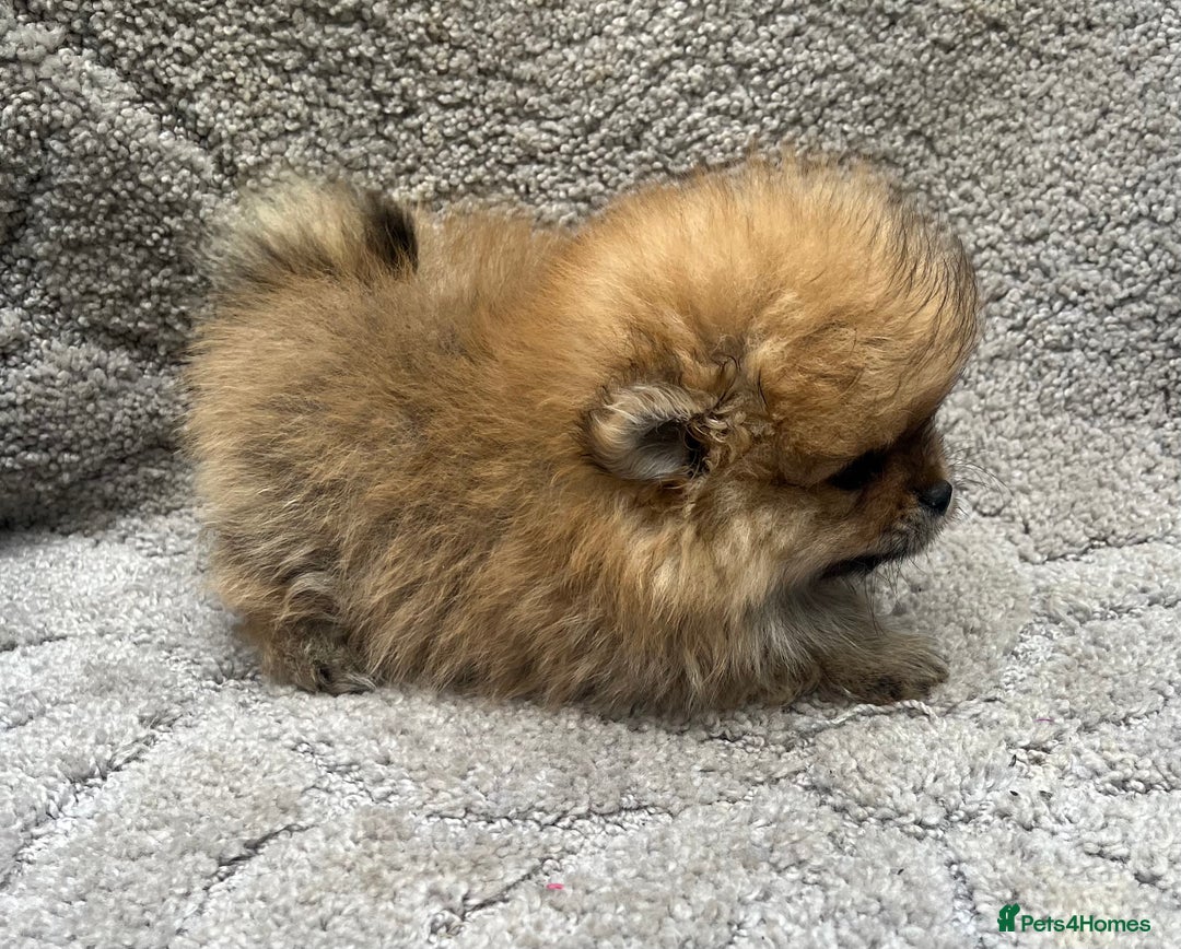 Pomeranian dogs for sale: Pomeranian  puppies  - Image 35
