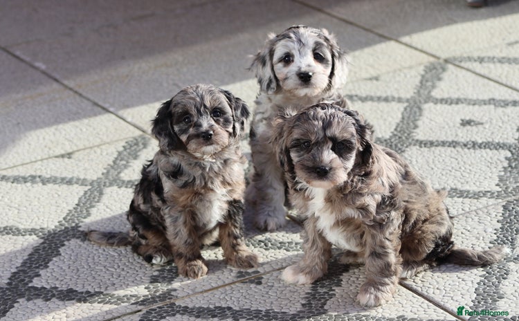 Cavapoo dogs - Advert 8