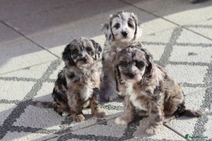 Cavapoo dogs - Advert 4