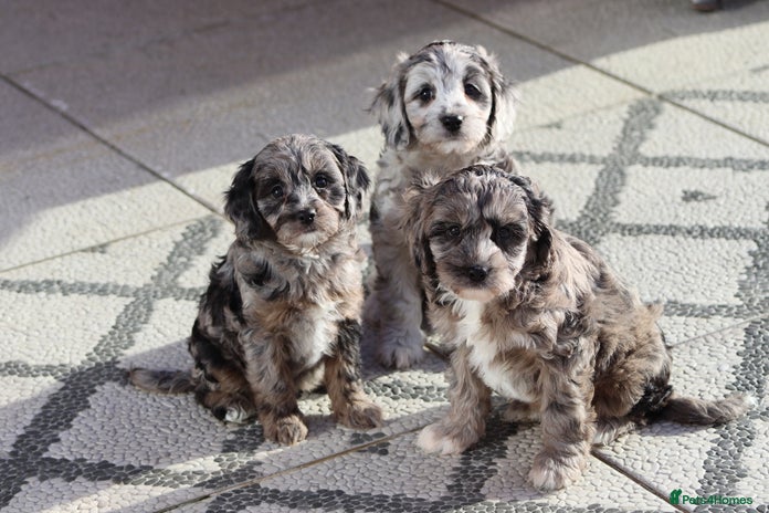 Cavapoo dogs - Advert 8