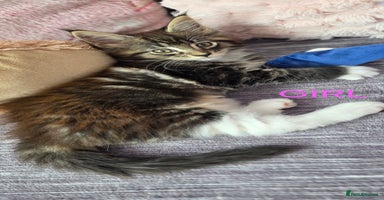 Maine Coon cats - Advert 15