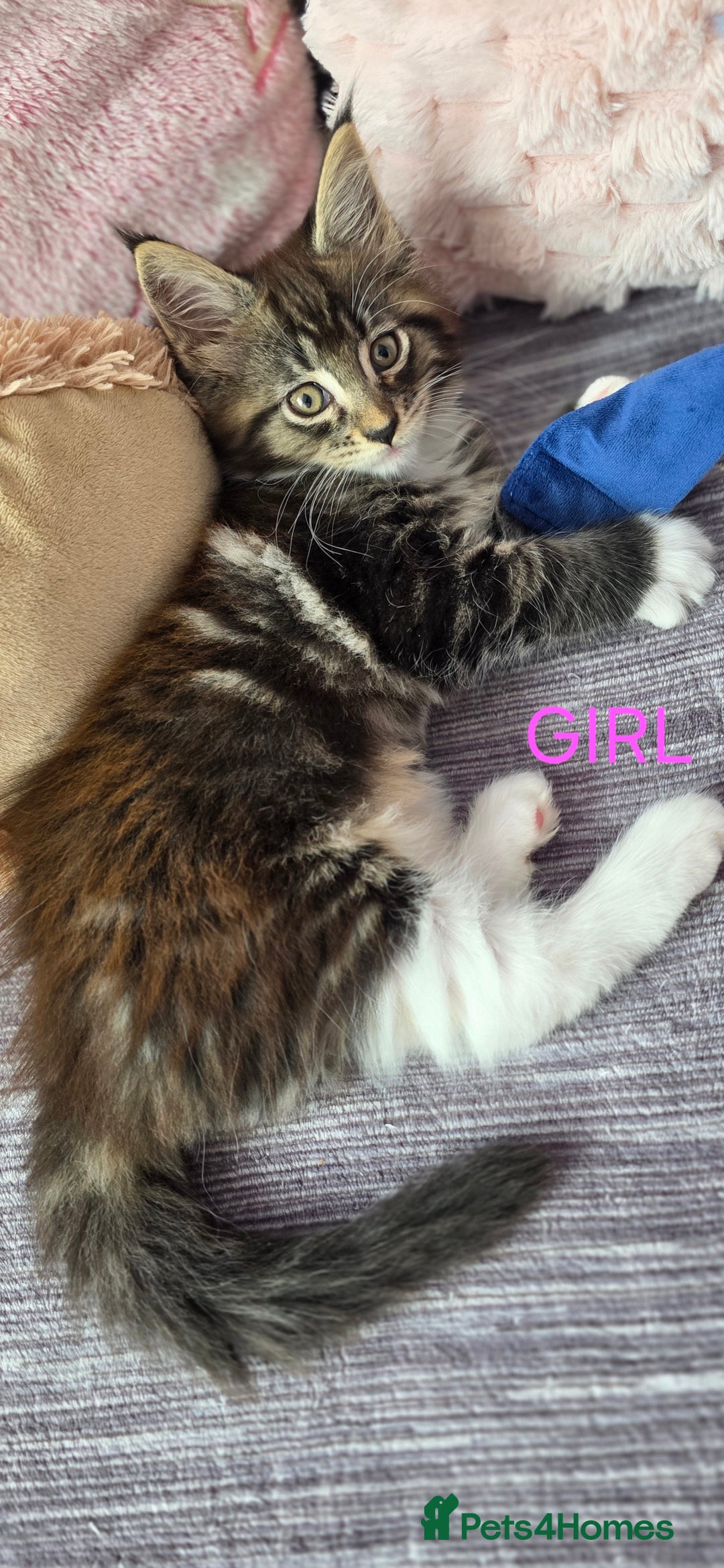 Maine Coon cats for sale: PURE BREED MAINE COONS KITTENS  - Image 2