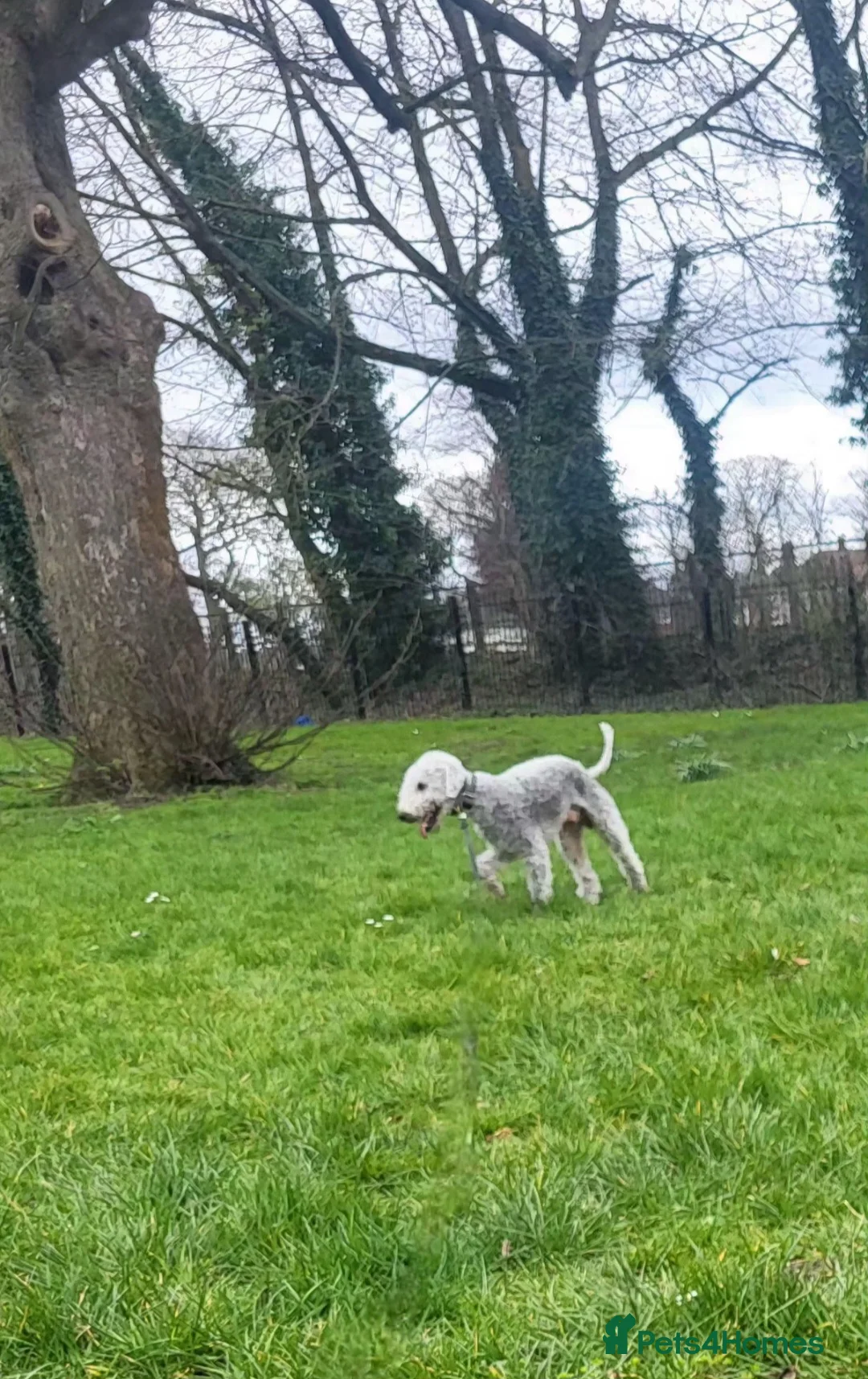 Bedlington Terrier dogs for stud: Bedlington terrier for stud  - Advert 2