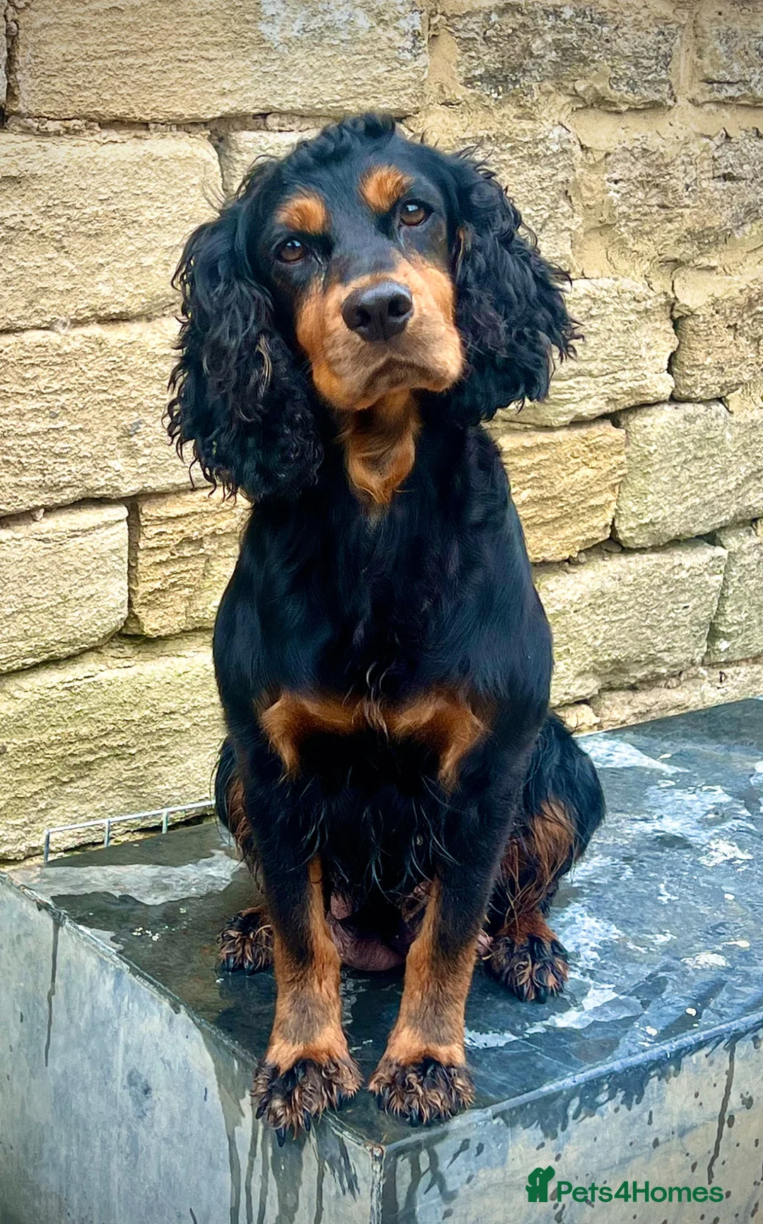 Cocker Spaniel dogs for sale: KC REGISTERED COCKER SPANIEL PUPPIES  - Advert 2