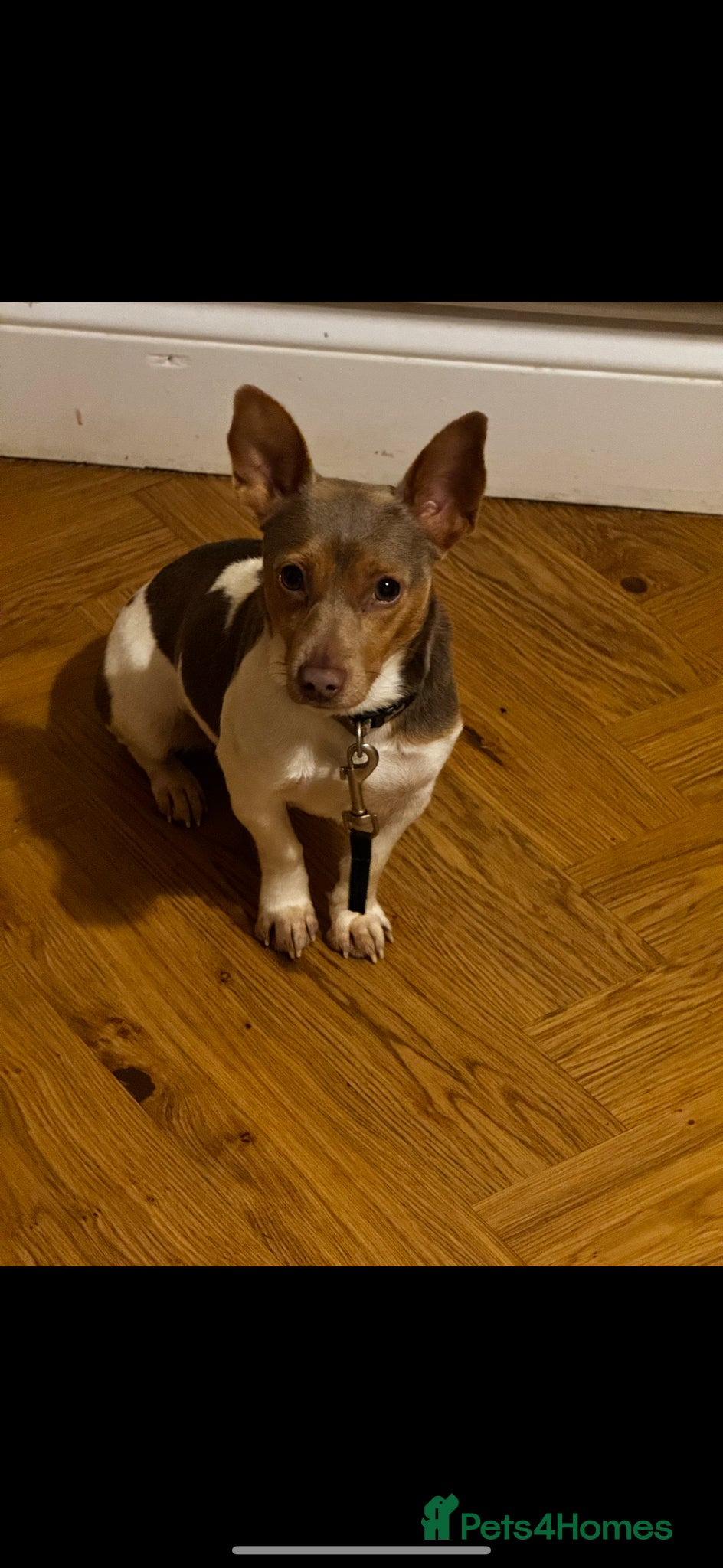 Jack Russell dogs ⭐️ mini Jack Russel puppies ⭐️ - Advert 2