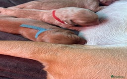 Labrador Retriever dogs for sale: Labrador puppy for Christmas? Dog for life - Image 13