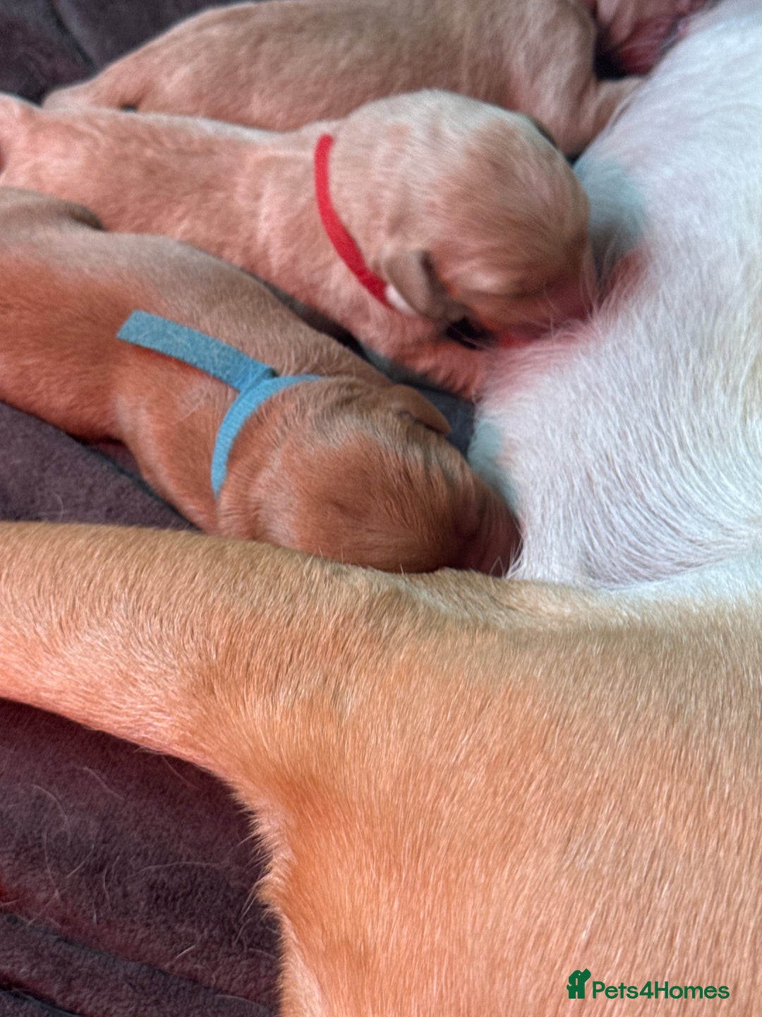 Labrador Retriever dogs for sale: Labrador puppy for Christmas? Dog for life - Image 13