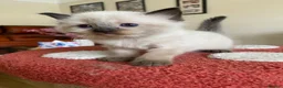 Ragdoll cats for sale: Ragdoll Kittens  - Advert 4
