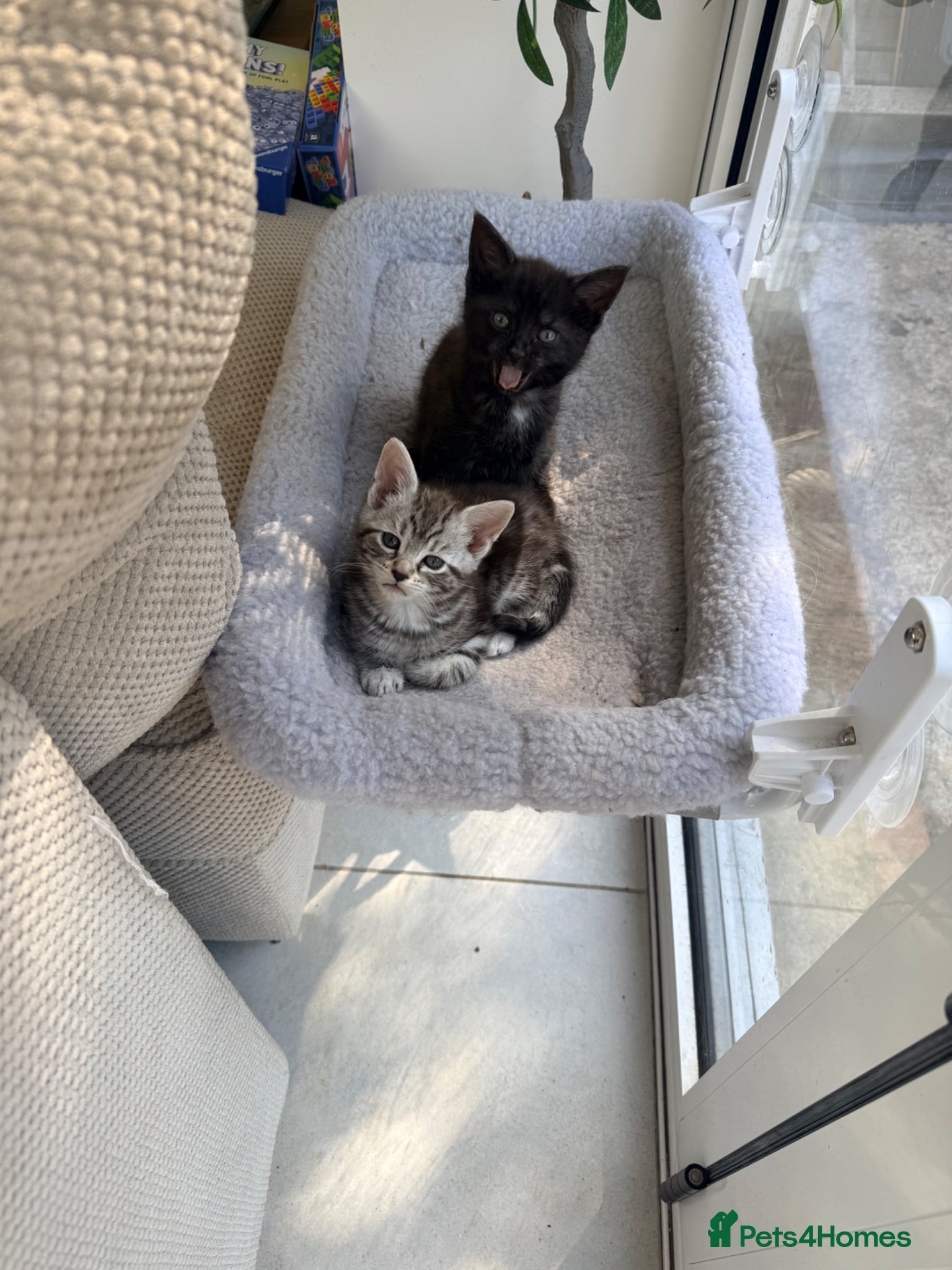 Maine Coon cats Adorable 7 Week Old Kittens – Ready Soon 🐾 - Advert 18