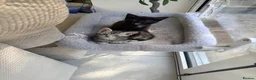 Maine Coon cats for sale: Adorable 7 Week Old Kittens – Ready Soon 🐾 - Advert 1