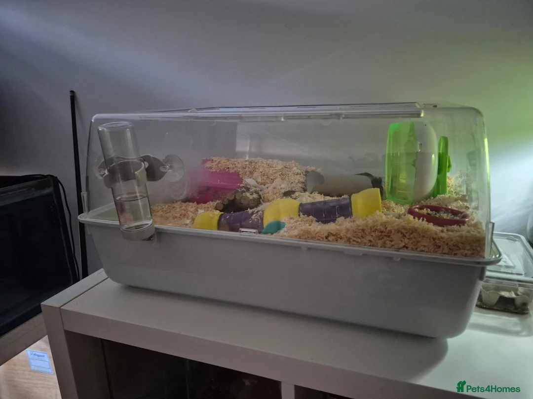 Hamster rodents for sale: Dwarf Hamster rehome - Advert 2