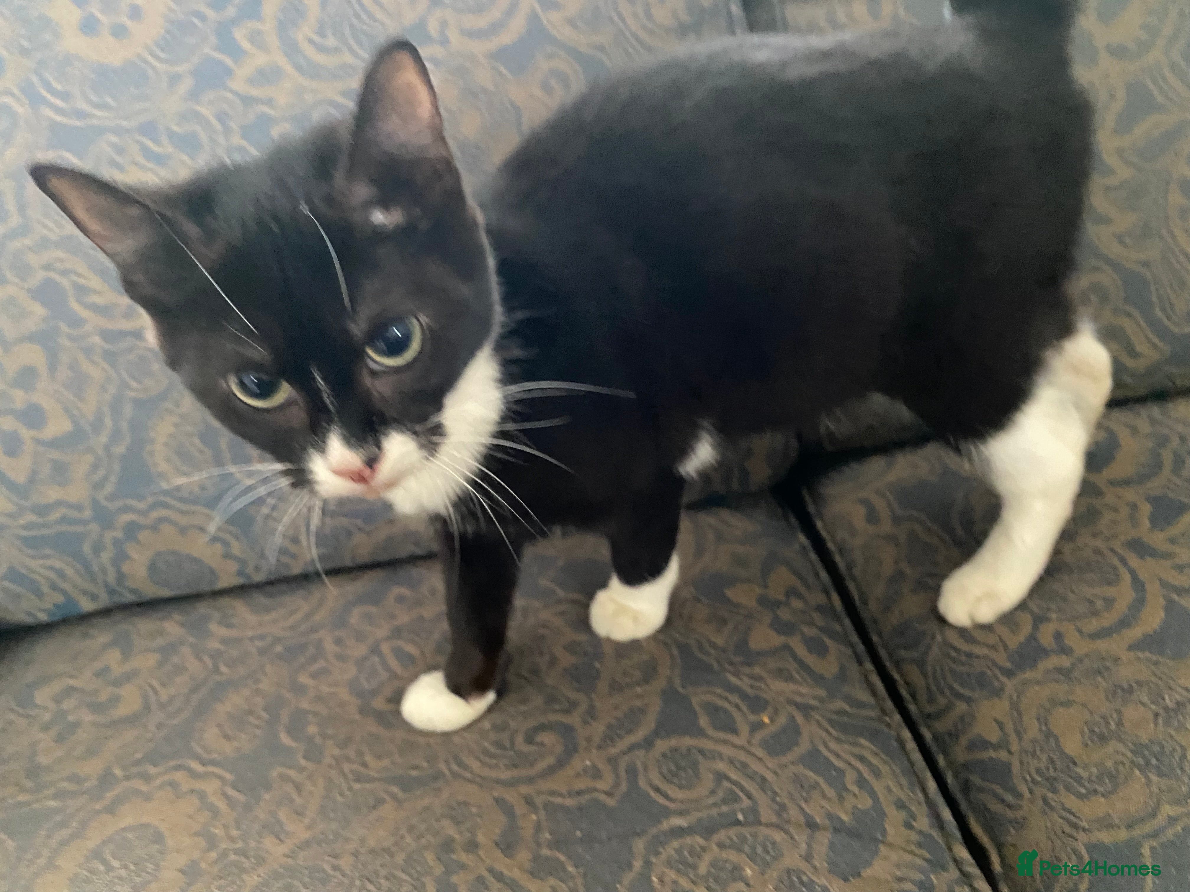 Bengal cats Beautiful Tuxedol girl kitten - Advert 17