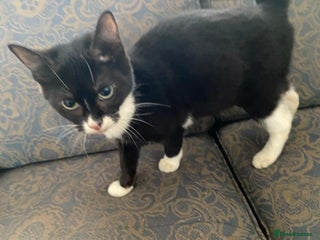 Bengal cats Beautiful Tuxedol girl kitten - Advert 15